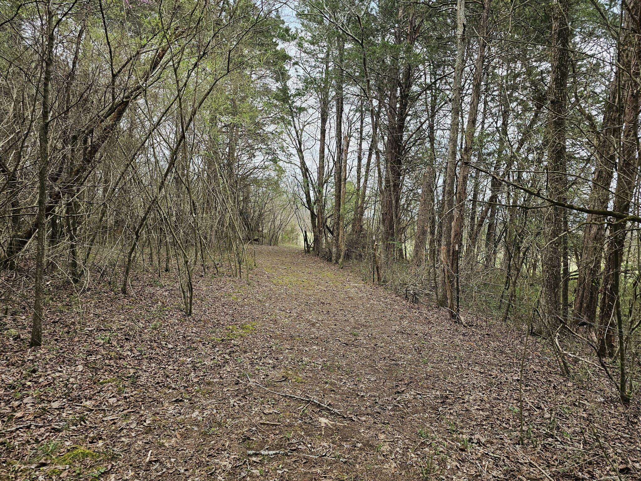 2526 Endsley Rankin Road Lewisburg, TN 37091 - Photo 42 of 49 a view of a forest with trees in the background