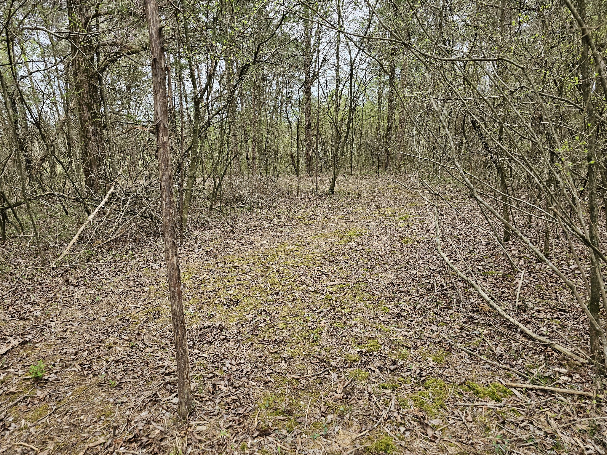 2526 Endsley Rankin Road Lewisburg, TN 37091 - Photo 43 of 49 a view of a forest with a tree