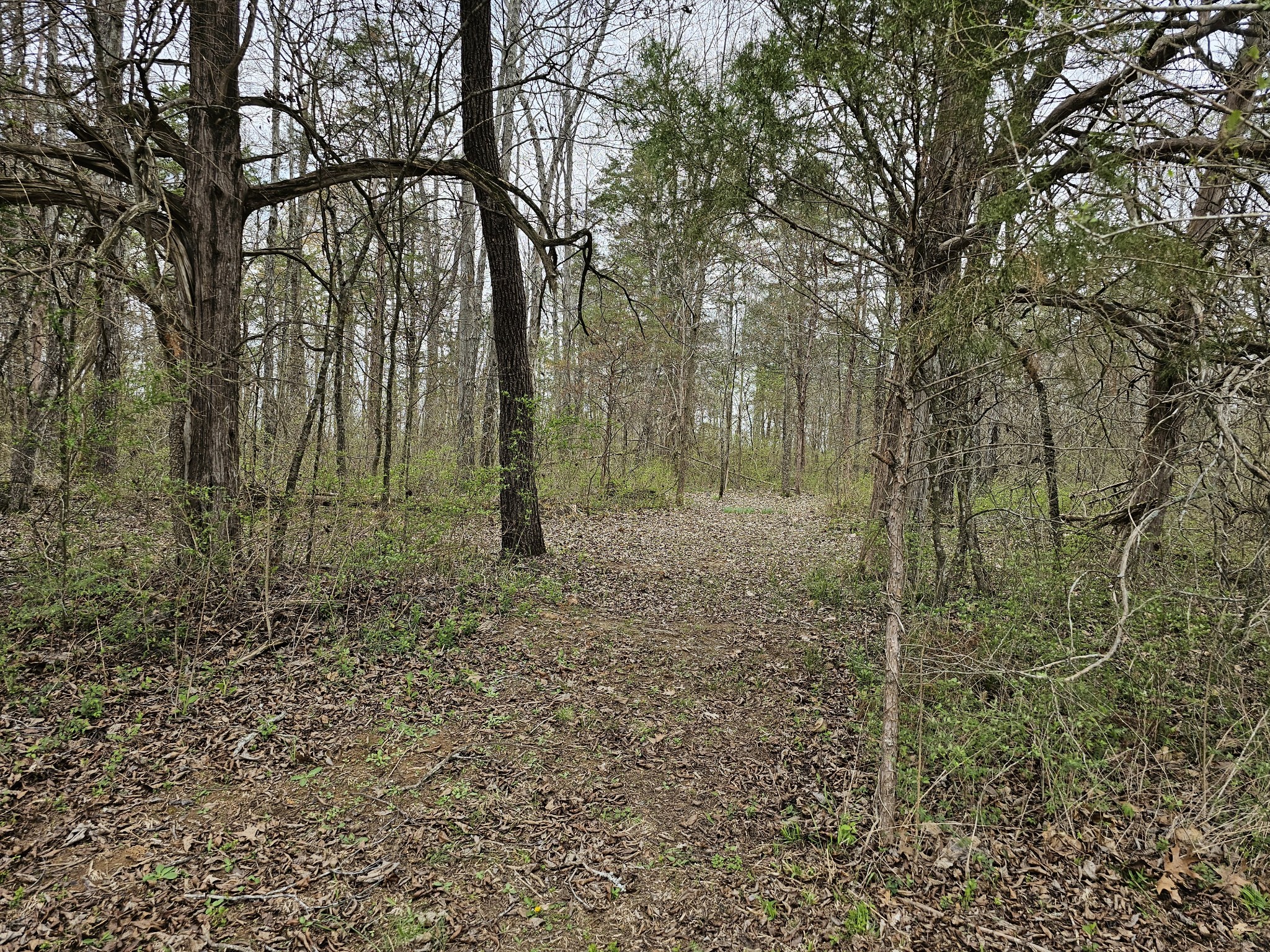 2526 Endsley Rankin Road Lewisburg, TN 37091 - Photo 44 of 49 a view of outdoor space with trees