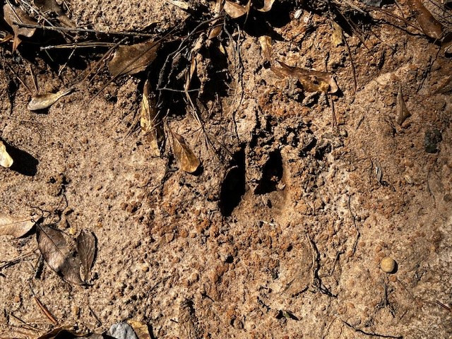 Lot #3 Jessie Stogner Road Sandy Hook, MS 39478 - Photo 4 of 7 Photo 4