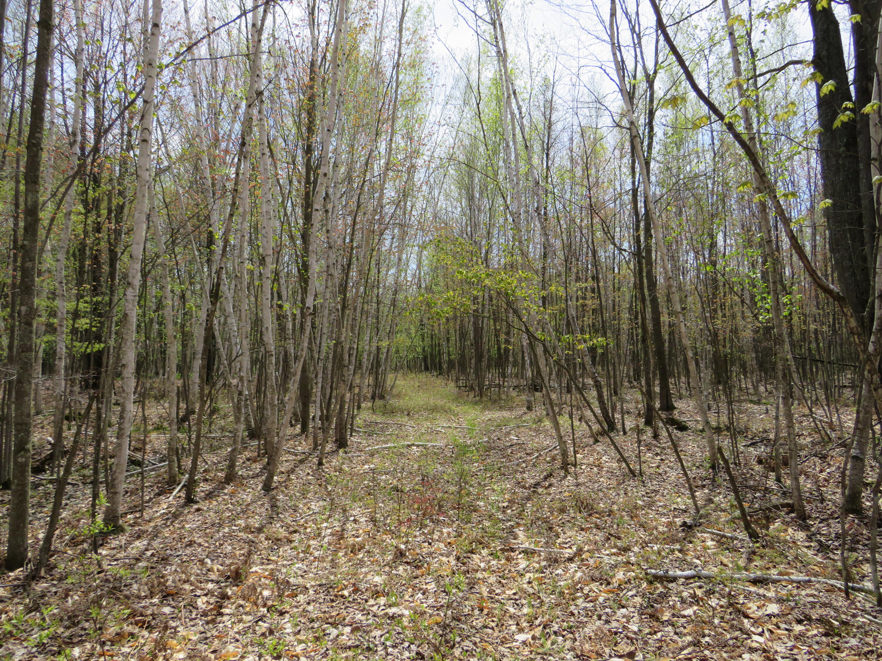 North Chippewa Rd Mount Mount Pleasant, MI 48858 - Photo 11 of 28 IMG_4880