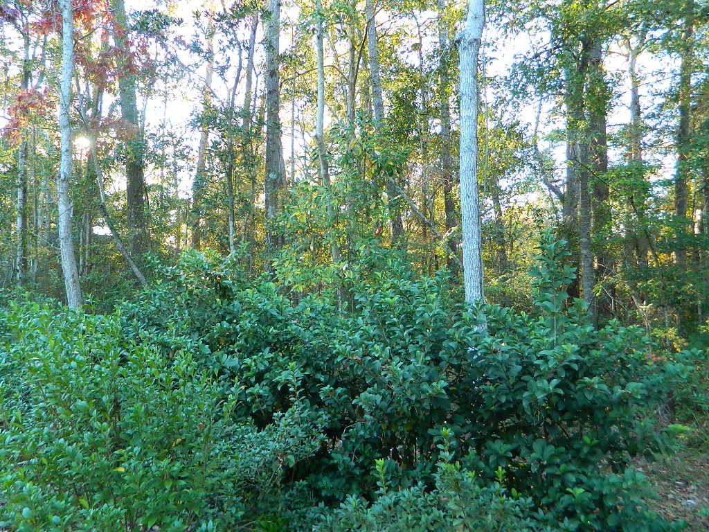 0 Lot 13b Old Landing Road Covington, LA 70433 - Photo 3 of 11 Gallery Image 3