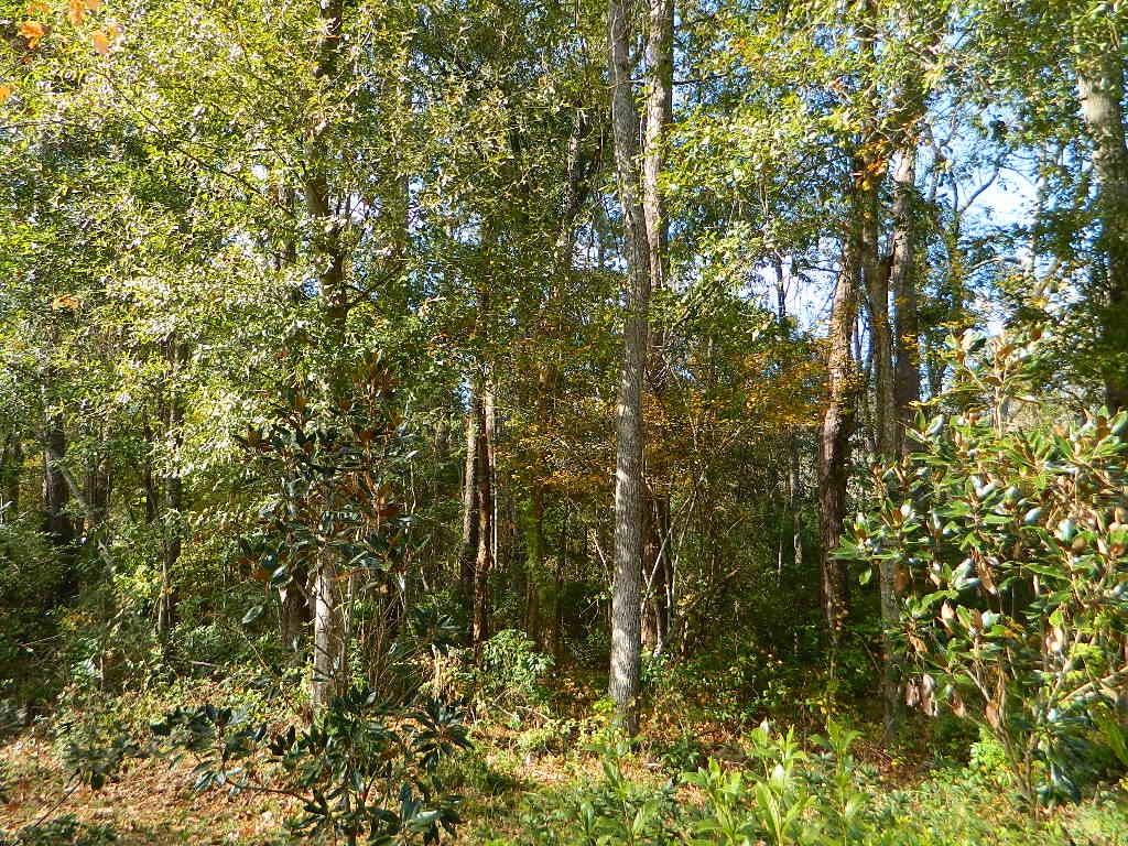 0 Lot 13b Old Landing Road Covington, LA 70433 - Photo 7 of 11 Gallery Image 7