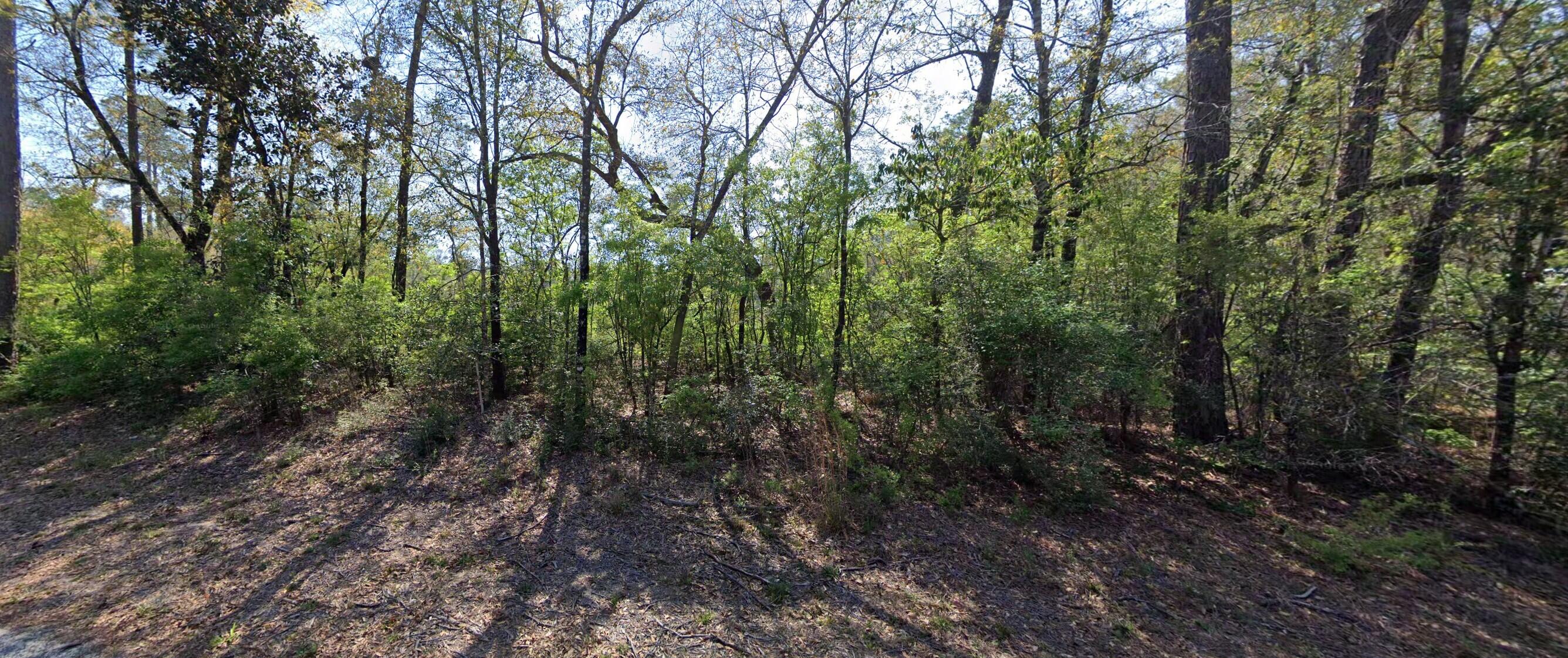 a view of a forest with trees in front of it
