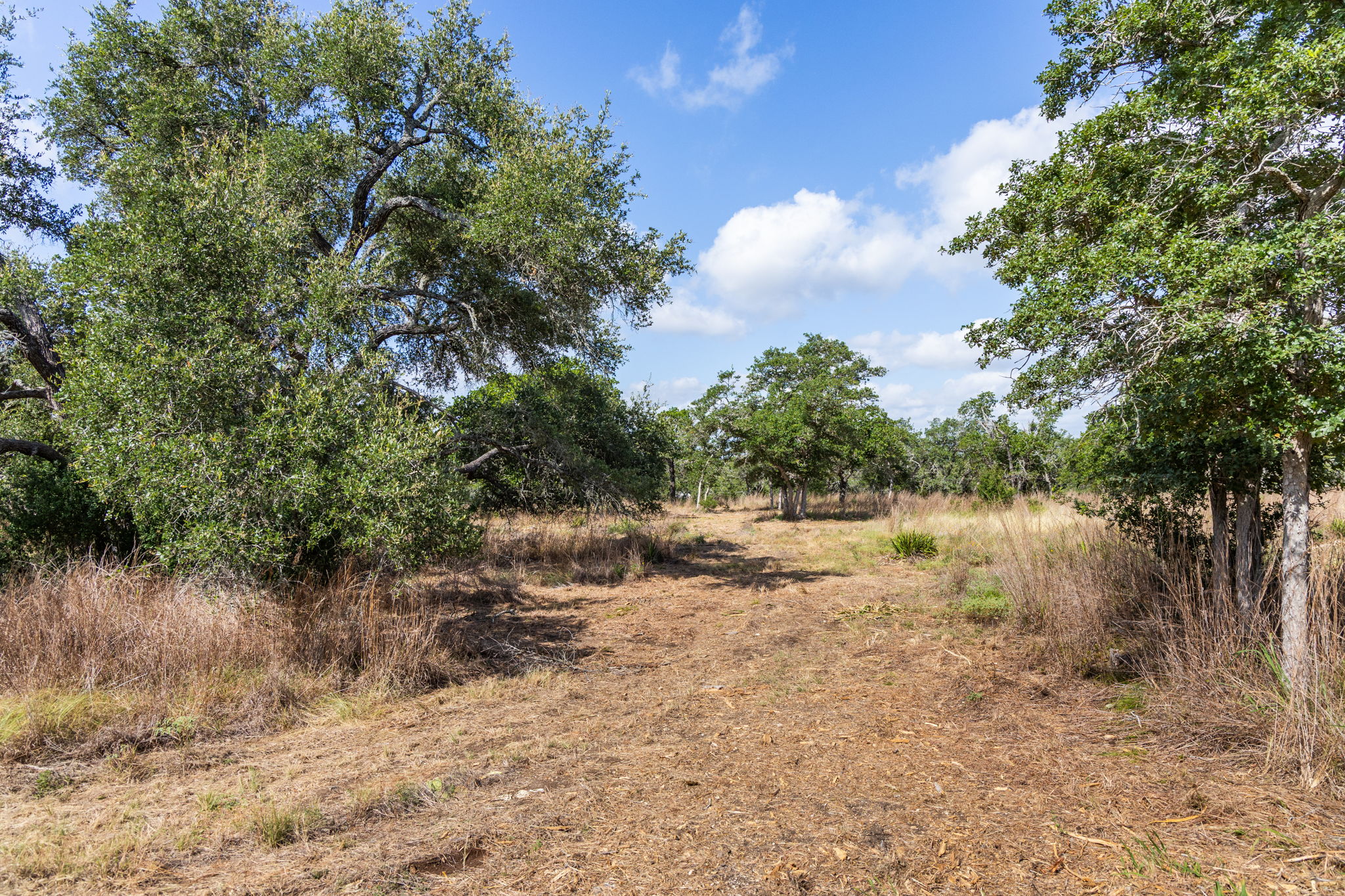 5385 Ranch Road 165 Blanco, TX 78606 - Photo 11 of 40 Natural grasslands and scattered trees offer an inviting landscape, perfect for a private retreat.
