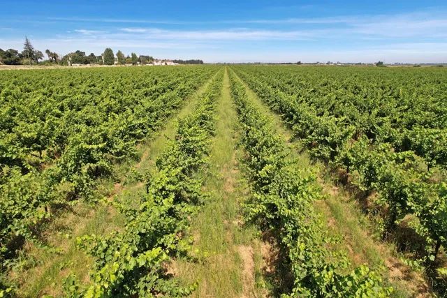 a view of a field with an ocean