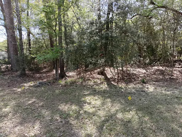 a view of a forest with trees in the background