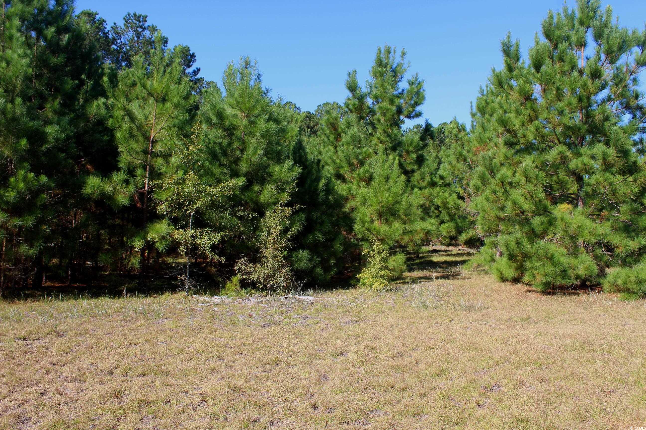 1-tbd Dew Rd 1-tbd Dew Road Marion, SC 29571 - Photo 12 of 29 View of undeveloped land