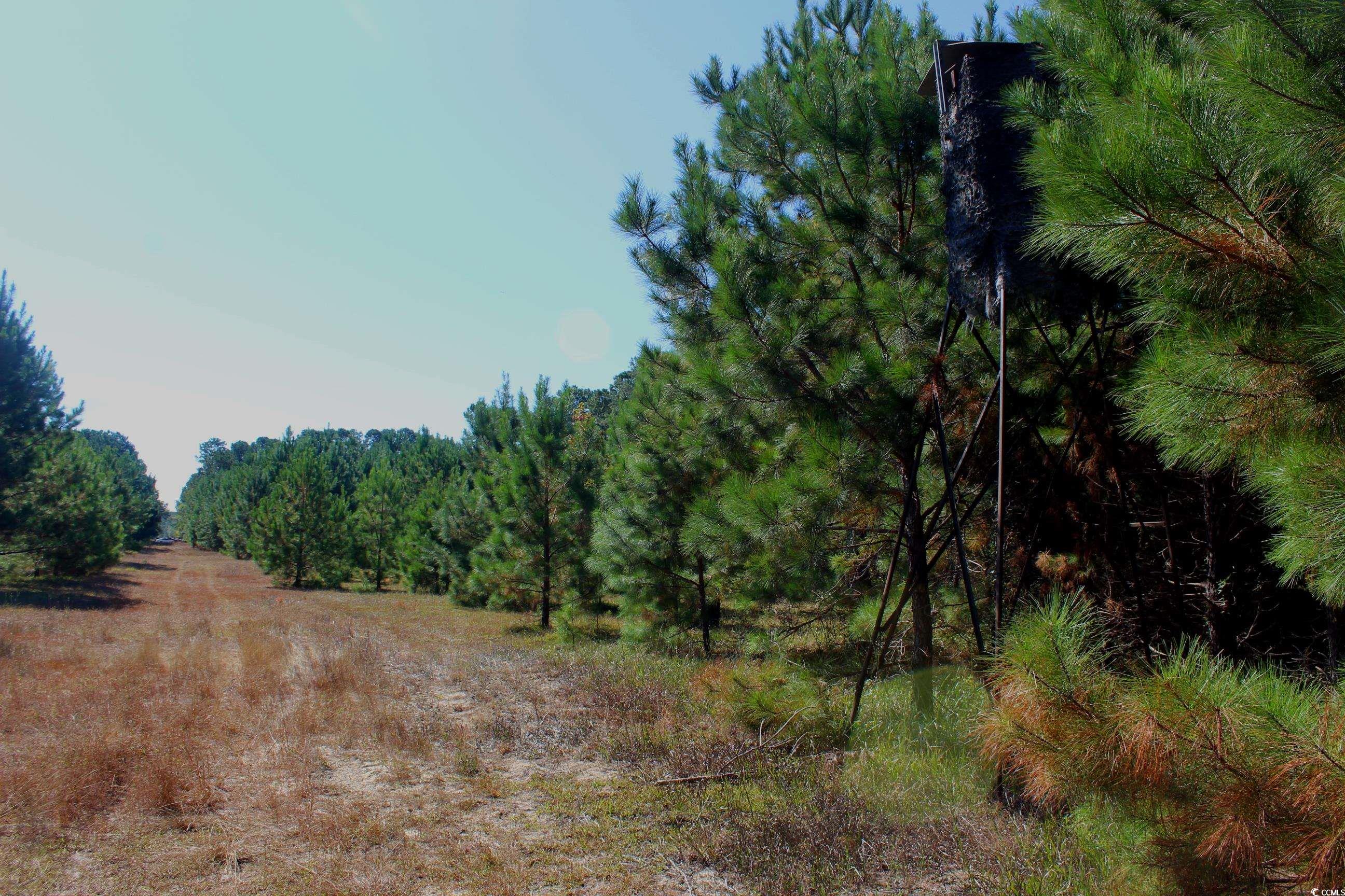 1-tbd Dew Rd 1-tbd Dew Road Marion, SC 29571 - Photo 16 of 29 View of local wilderness
