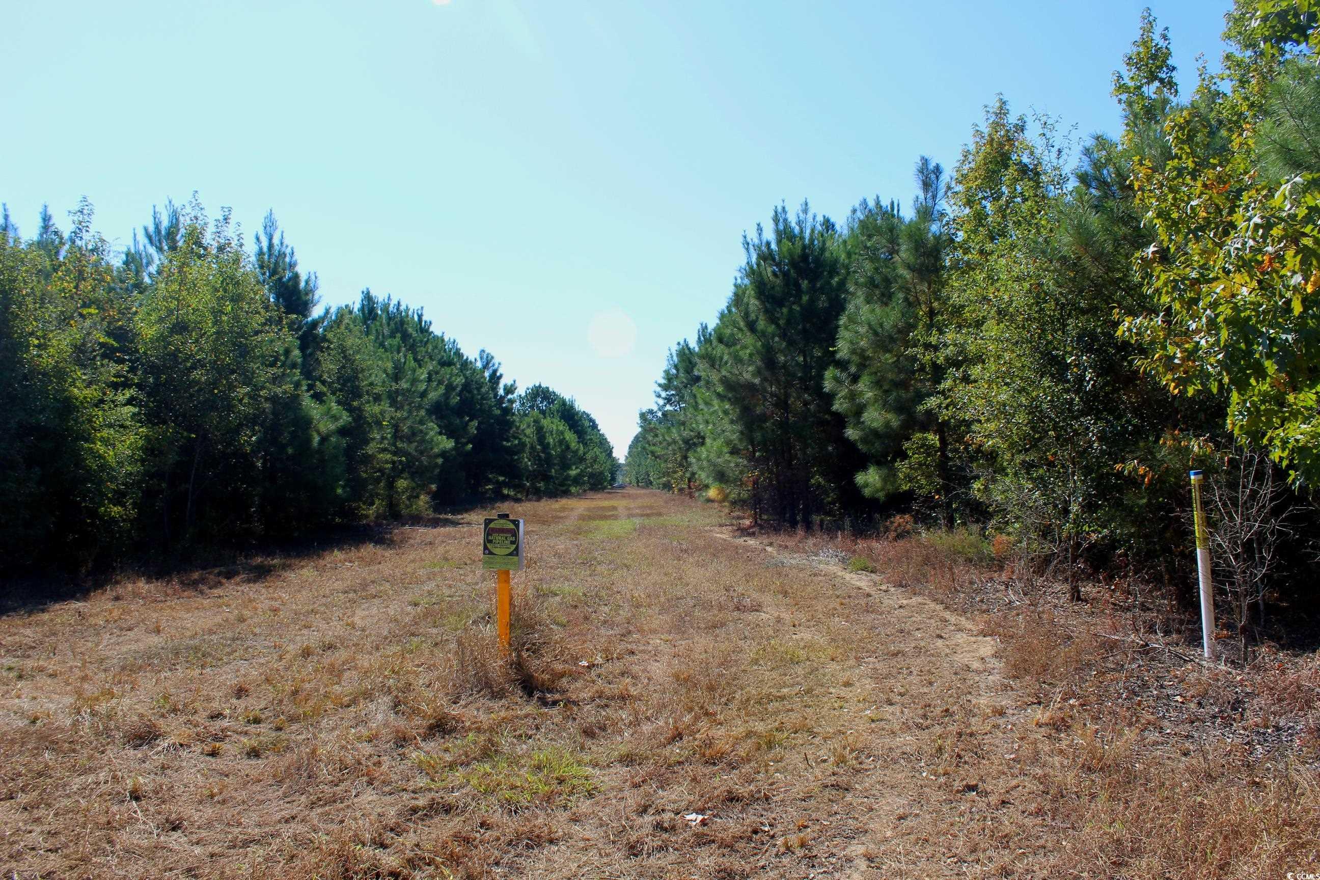 1-tbd Dew Rd 1-tbd Dew Road Marion, SC 29571 - Photo 17 of 29 View of street with a forest view