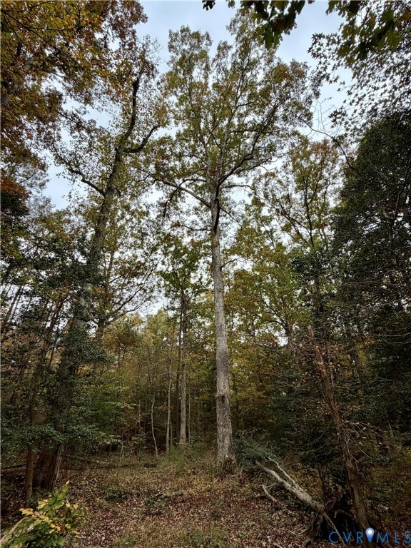 15000 Bradley Bridge Road Chesterfield, VA 23838 - Photo 3 of 9 a view of a forest with trees in front of it