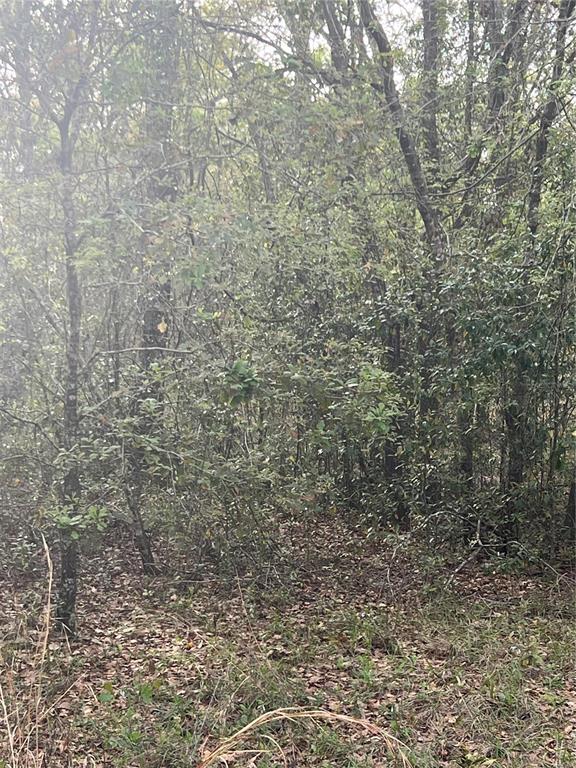 0 Northeast 125th Street Bronson, FL 32621 - Photo 8 of 11