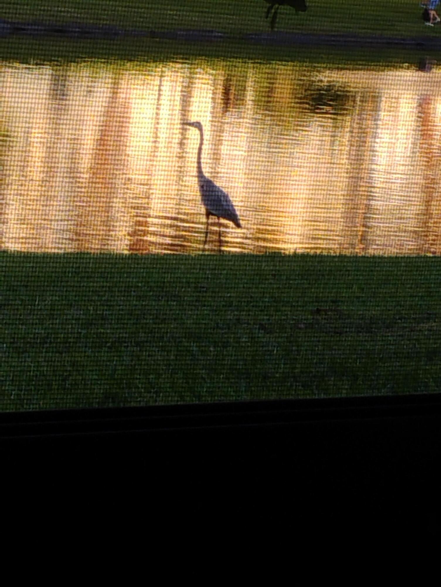 192 Monaco Way Delray Beach, FL 33446 - Photo 7 of 75 nighttime sunset wildlife