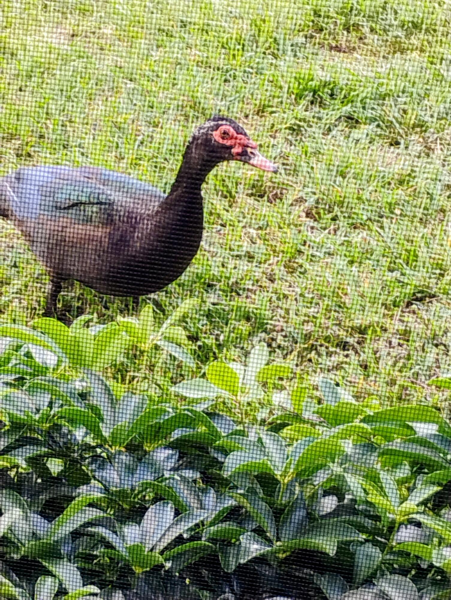 192 Monaco Way Delray Beach, FL 33446 - Photo 8 of 75 WILDLIFE