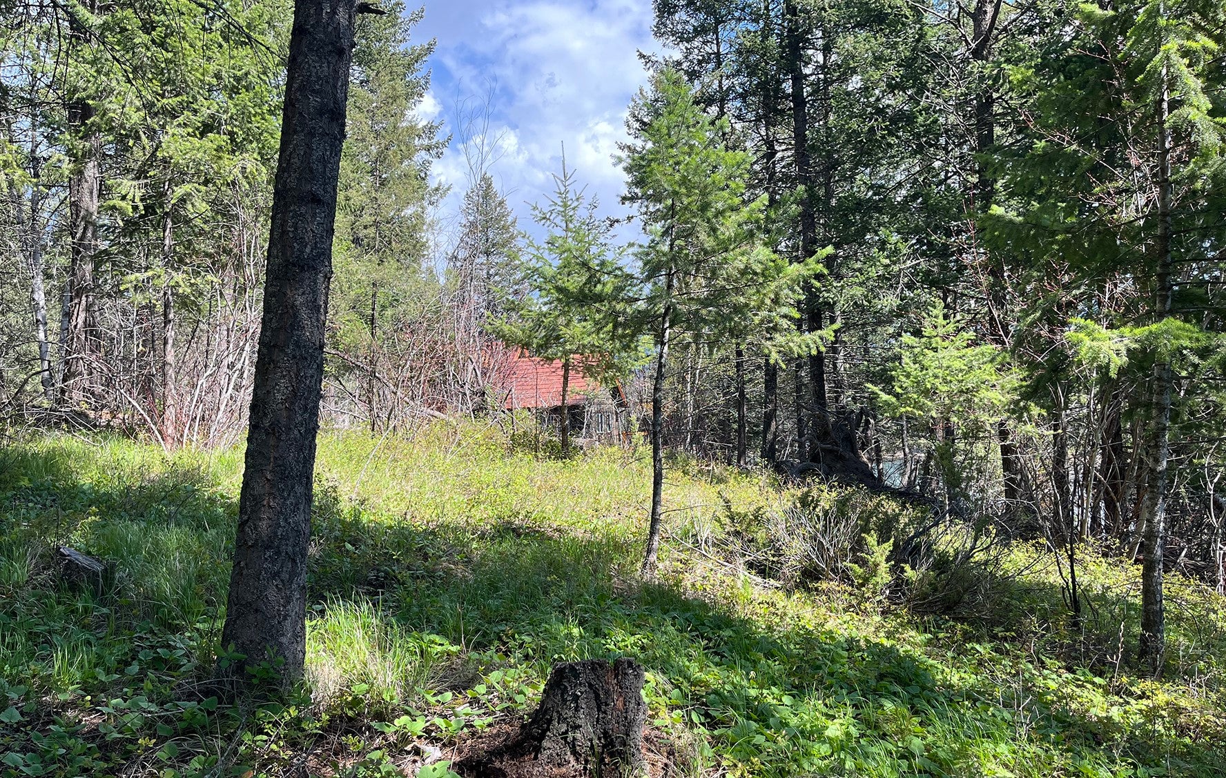 716 Echo Lake Road Bigfork, MT 59911 - Photo 8 of 14 Gallery Image 8
