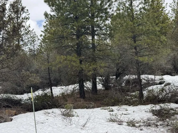 a view of a forest filled with trees