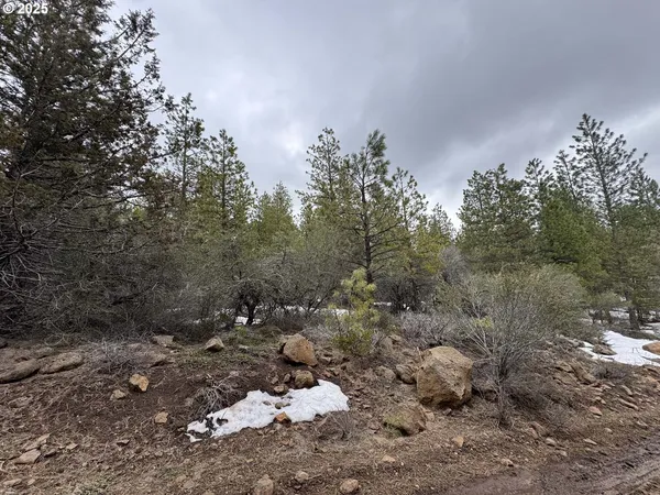 a view of a forest filled with trees