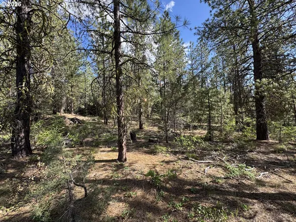 a view of a forest filled with trees