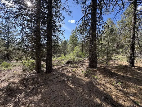 a view of a forest filled with trees