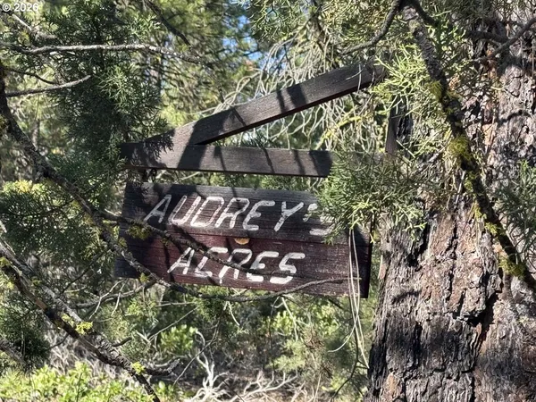 a view of a tree in a yard