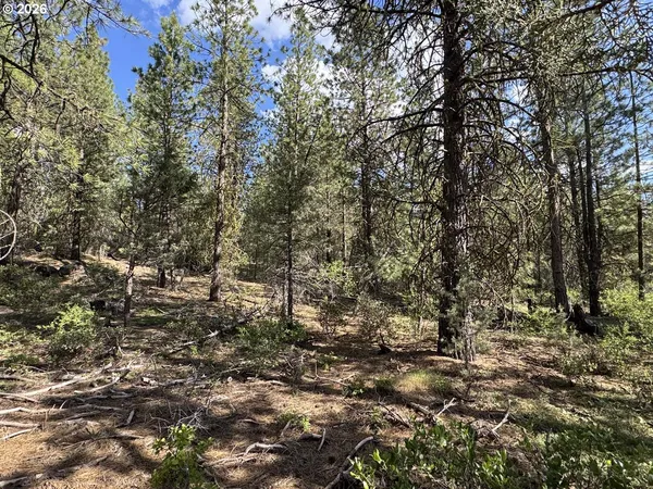 a view of a forest with trees