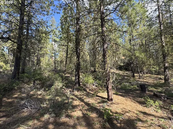 a view of a forest filled with trees