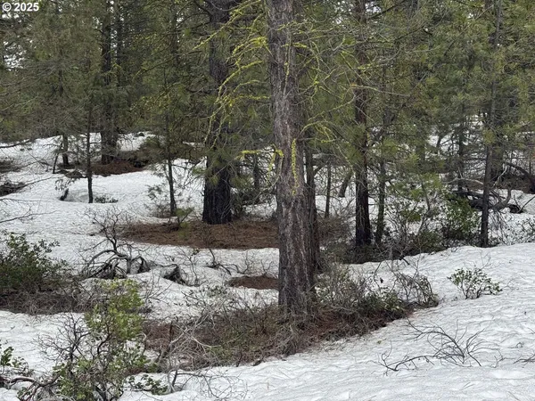 a view of a forest with trees