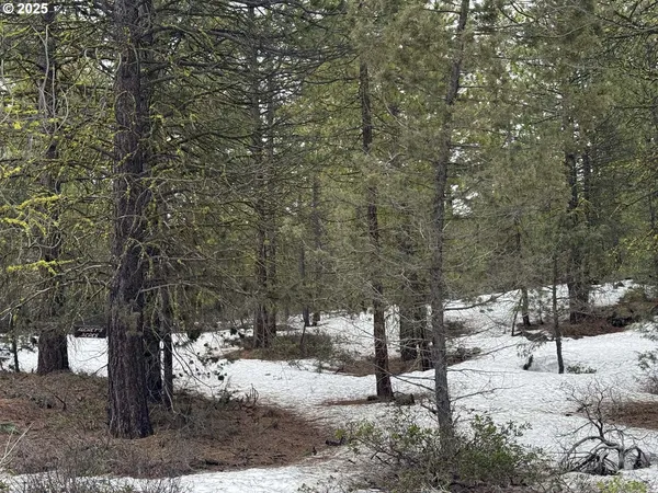 a view of a forest filled with trees
