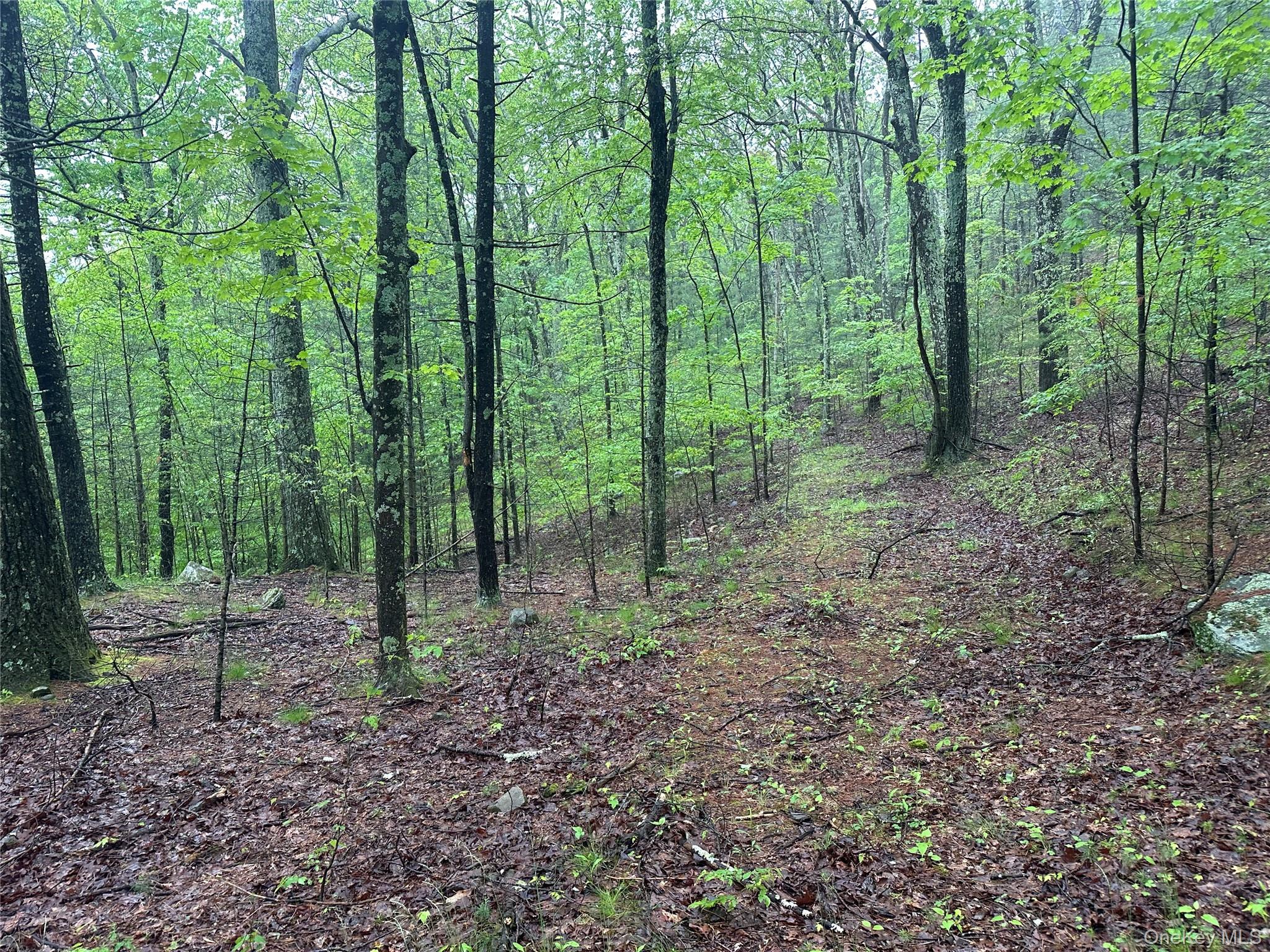 804 Hearts Content Road Cairo, NY 12473 - Photo 13 of 34 a view of a forest that has large trees