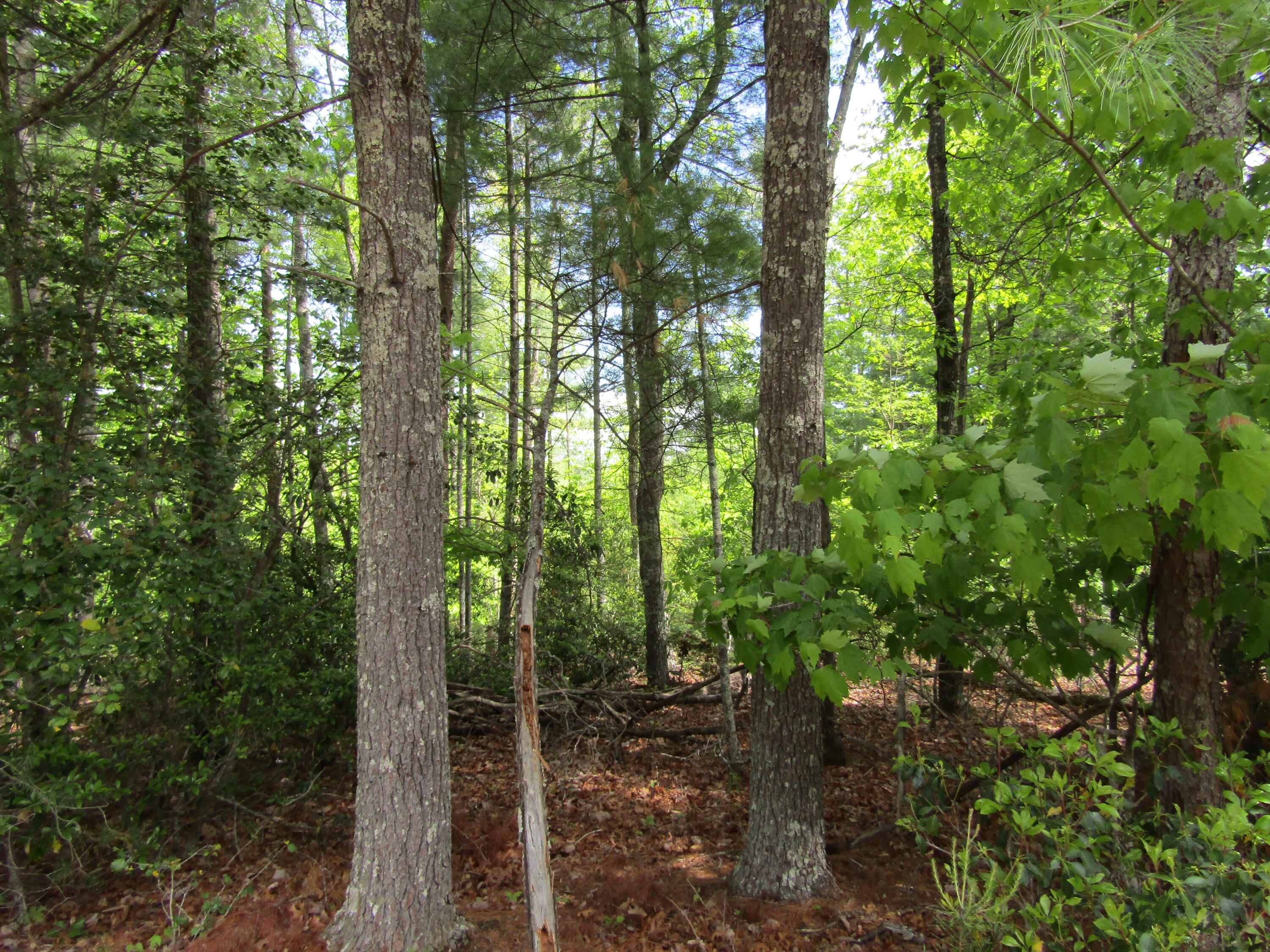 Tba Roan Creek Road Butler, TN 37640 - Photo 2 of 5 IMG_0006