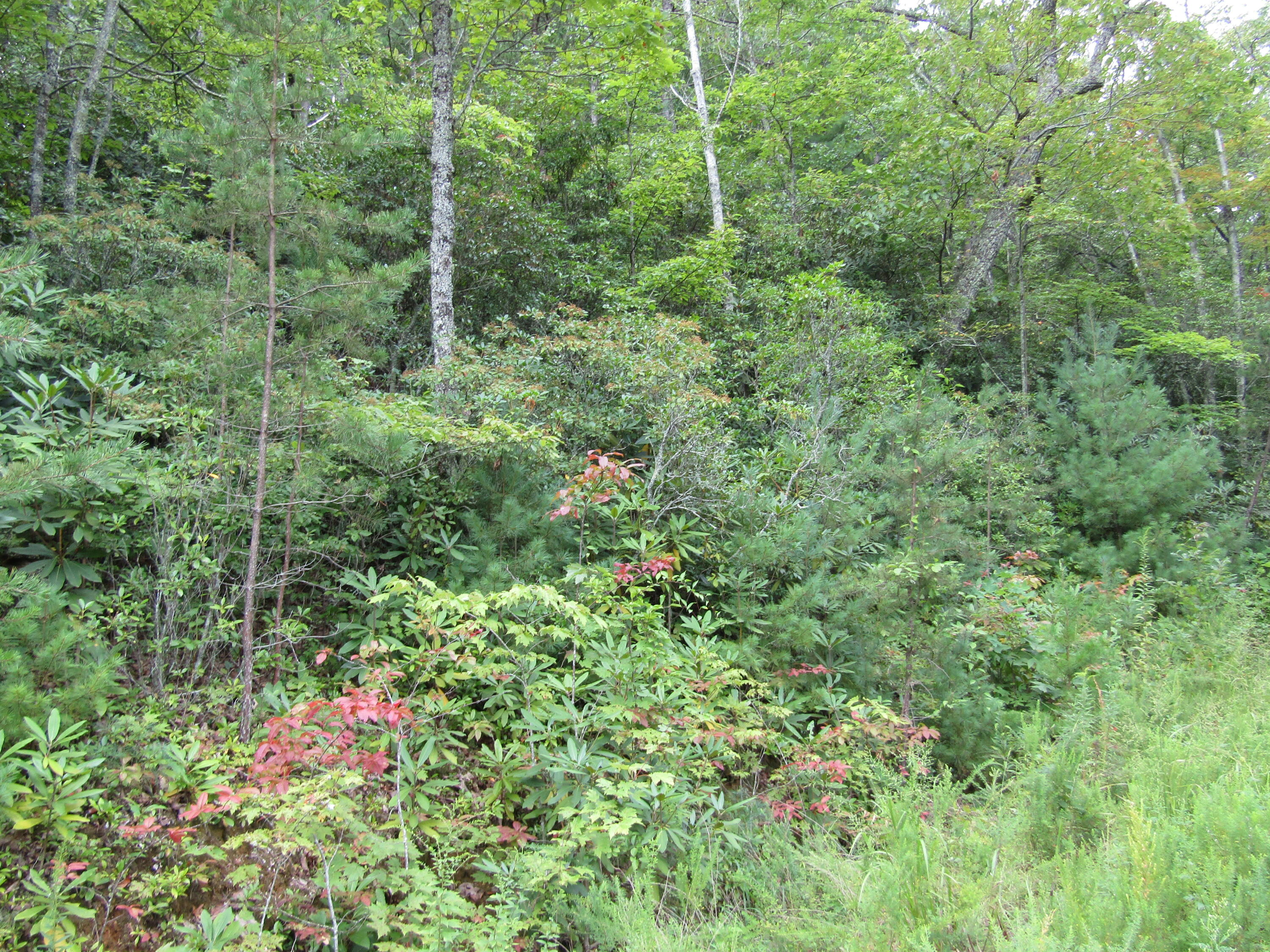 Tba Roan Creek Road Butler, TN 37640 - Photo 5 of 5 IMG_0253