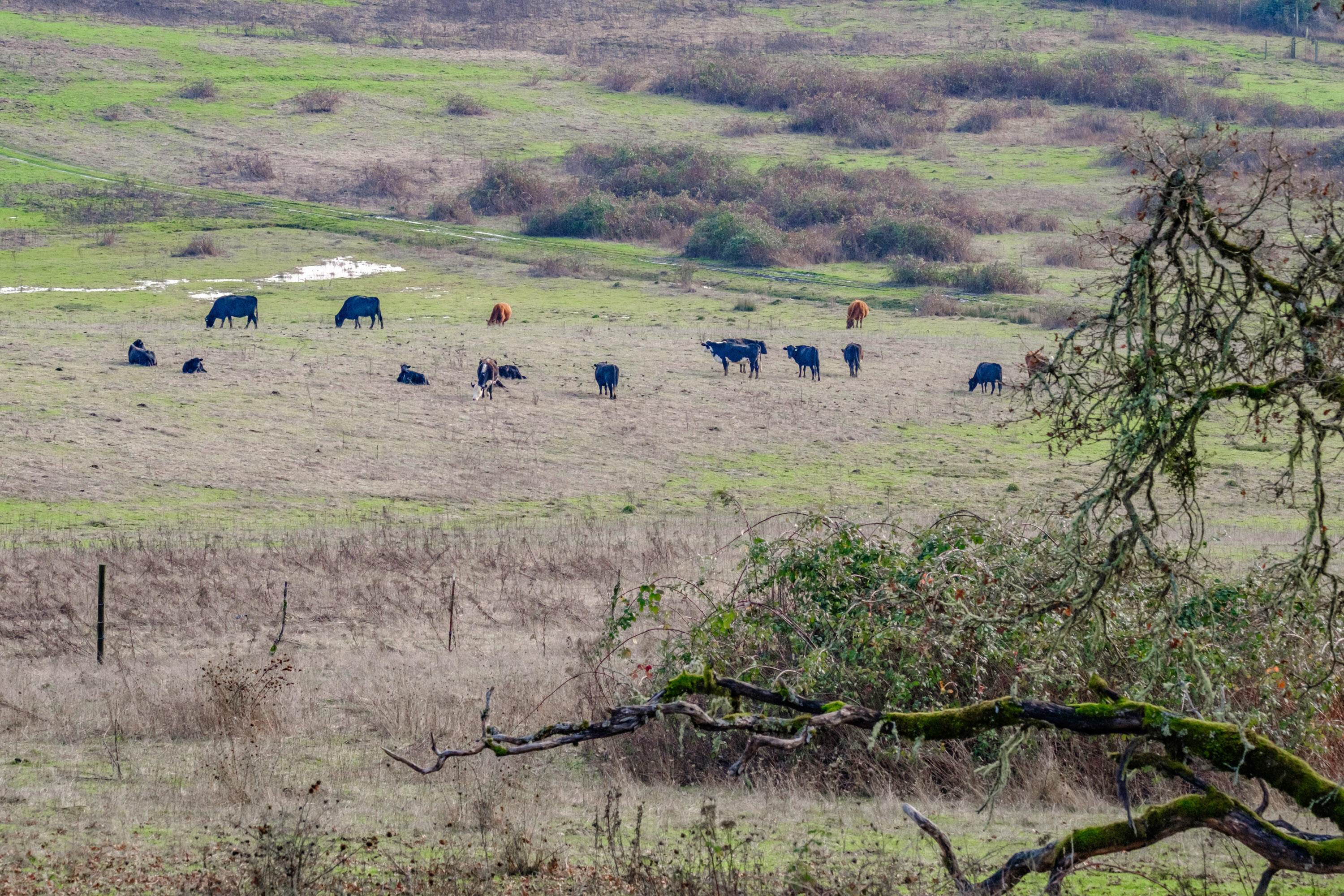 Airlie Road Monmouth, OR 97361 - Photo 12 of 34 Gallery Image 12