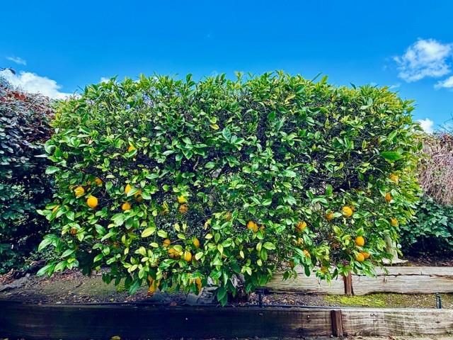 225 Mt Hermon Road, Unit 217 Scotts Valley, CA 95066 - Photo 20 of 29 a backyard of a house with lots of green space