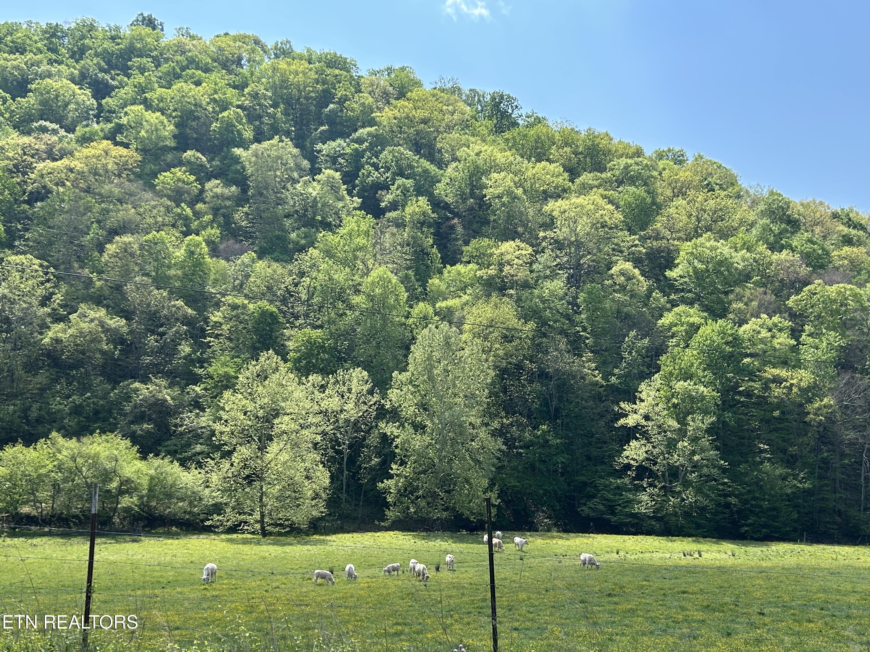 Tbd Trent Valley Road Sneedville, TN 37869 - Photo 5 of 14 IMG_6207