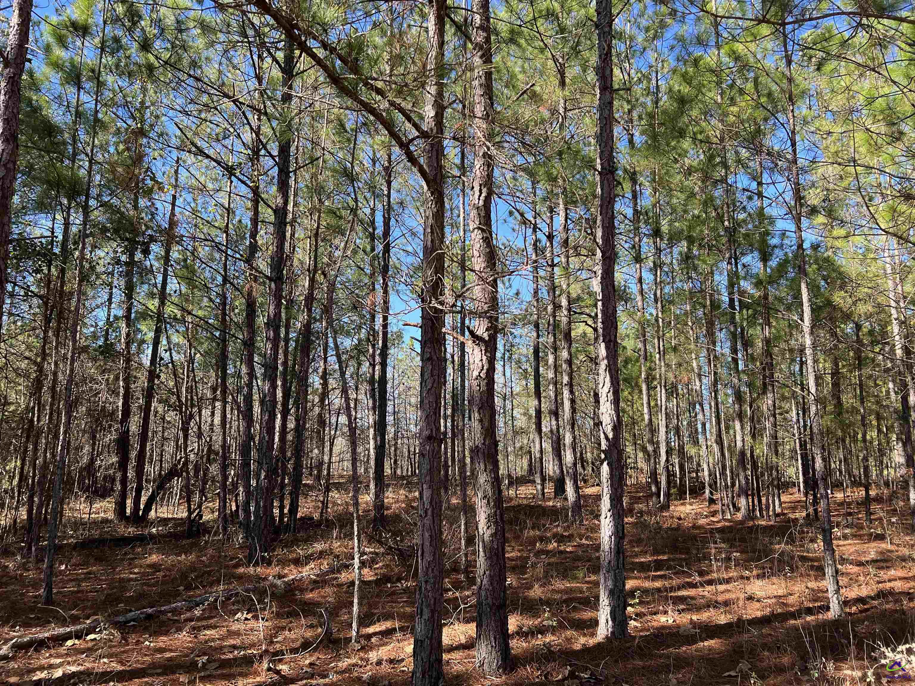 Denny Coley Road Cochran, GA 31014 - Photo 4 of 6