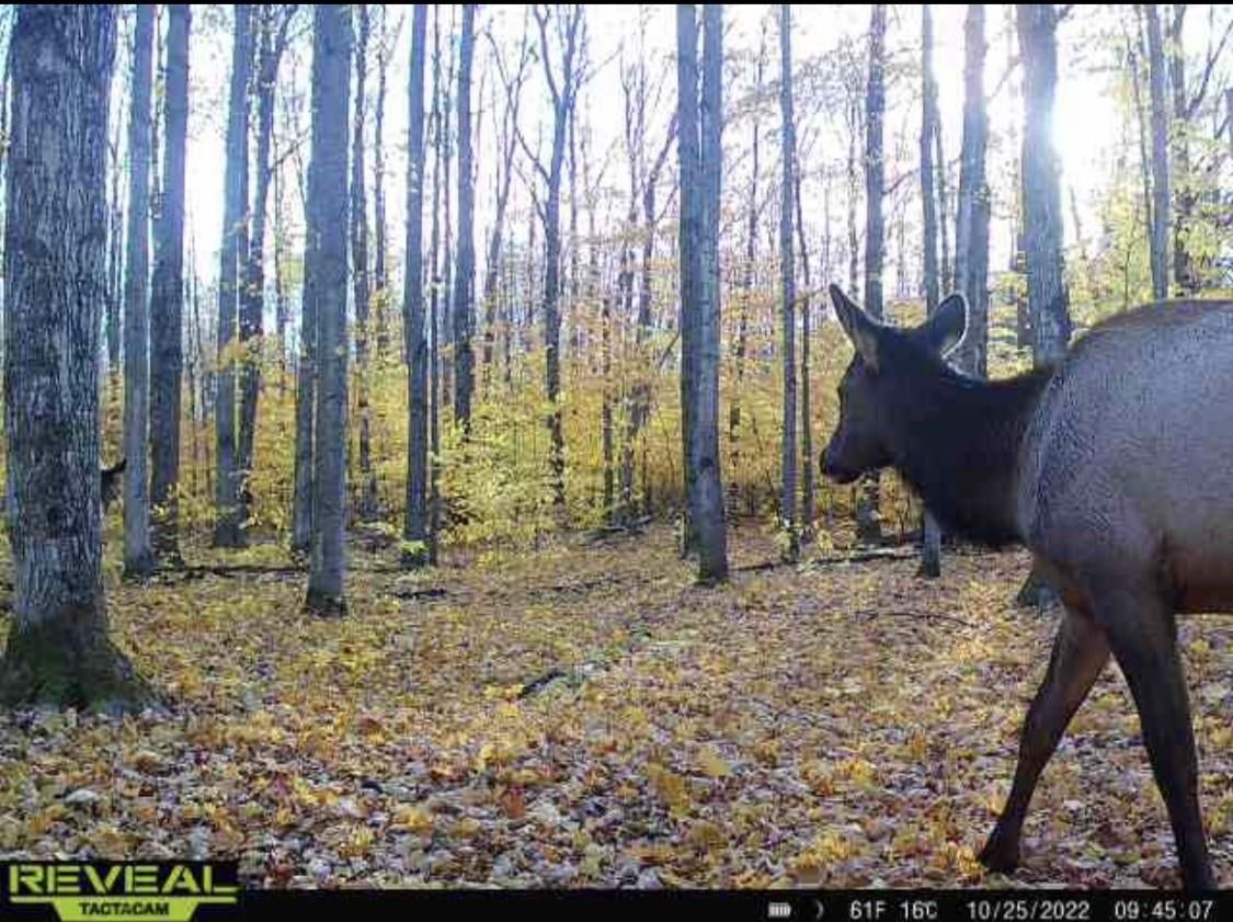 0 Parmater Road Gaylord, MI 49735 - Photo 16 of 19 Gallery Image 16