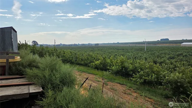 a view of a garden with plants and large trees