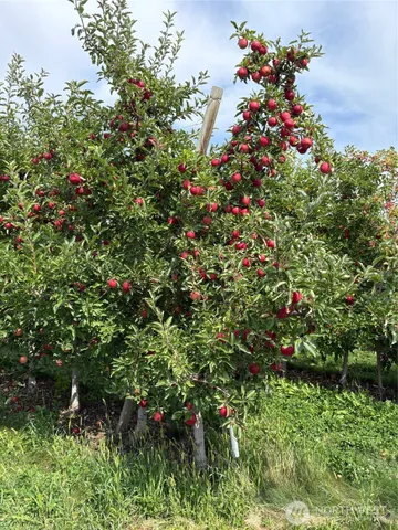 a view of a big yard with lots of bushes