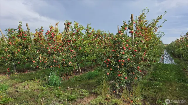 a view of a plants with a tree in front of it