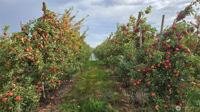 a picture of flowers