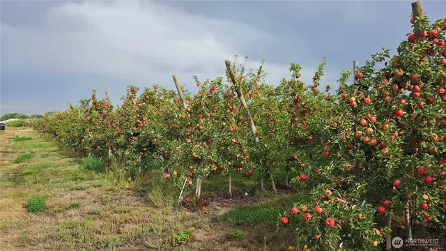 a view of a garden with plants and large trees