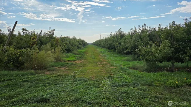 a view of a city with lush green forest