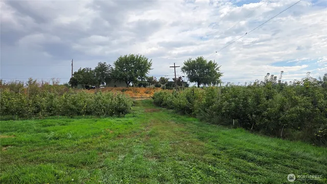 a view of a big yard with plants and a lake view