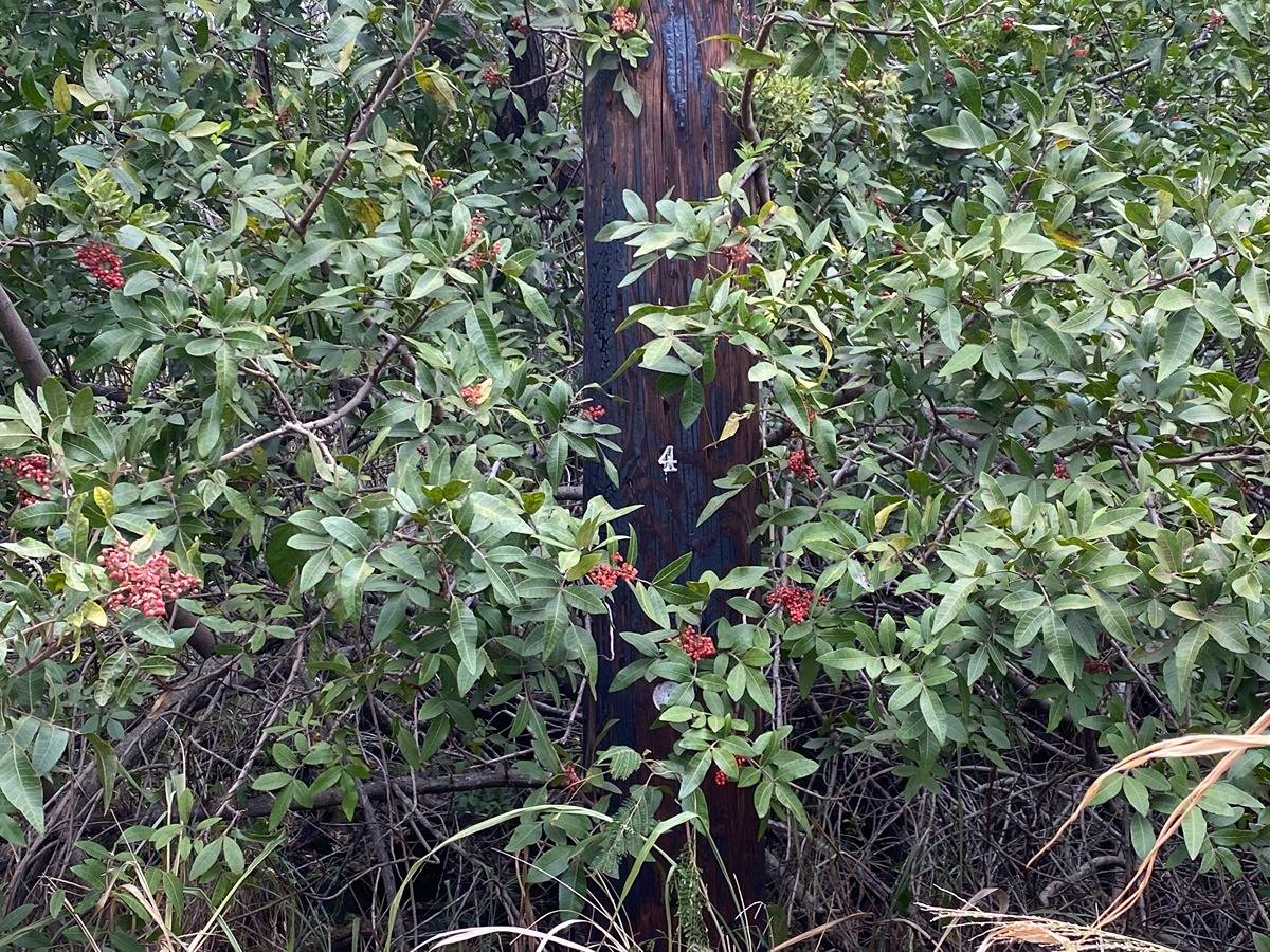 26 Mark Twain Street Naalehu, HI 96772 - Photo 4 of 6 a view of a tree