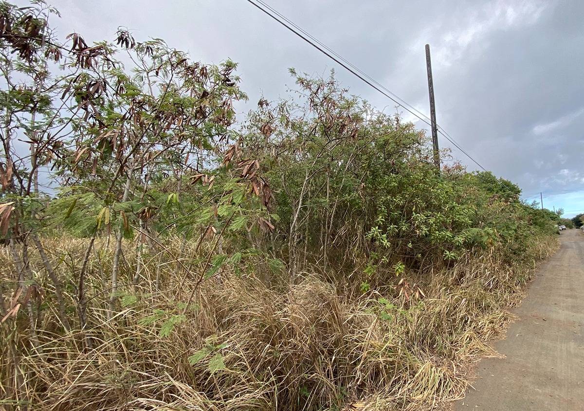 26 Mark Twain Street Naalehu, HI 96772 - Photo 5 of 6 a close up of a plant in a backyard of a house