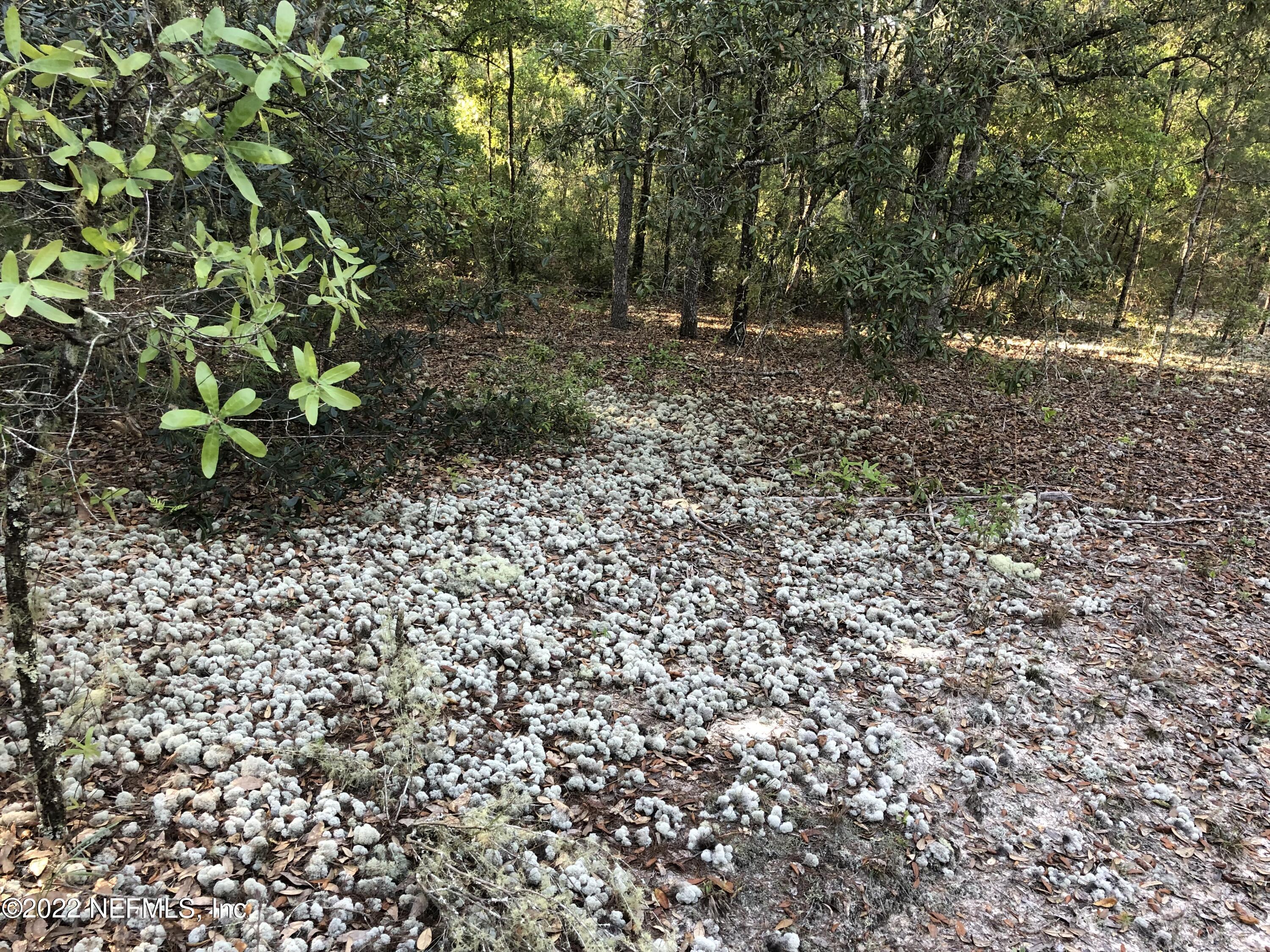 166 Windy Hills Road Interlachen, FL 32148 - Photo 3 of 6 166 Windy Hills, Deer Moss Ground Cover