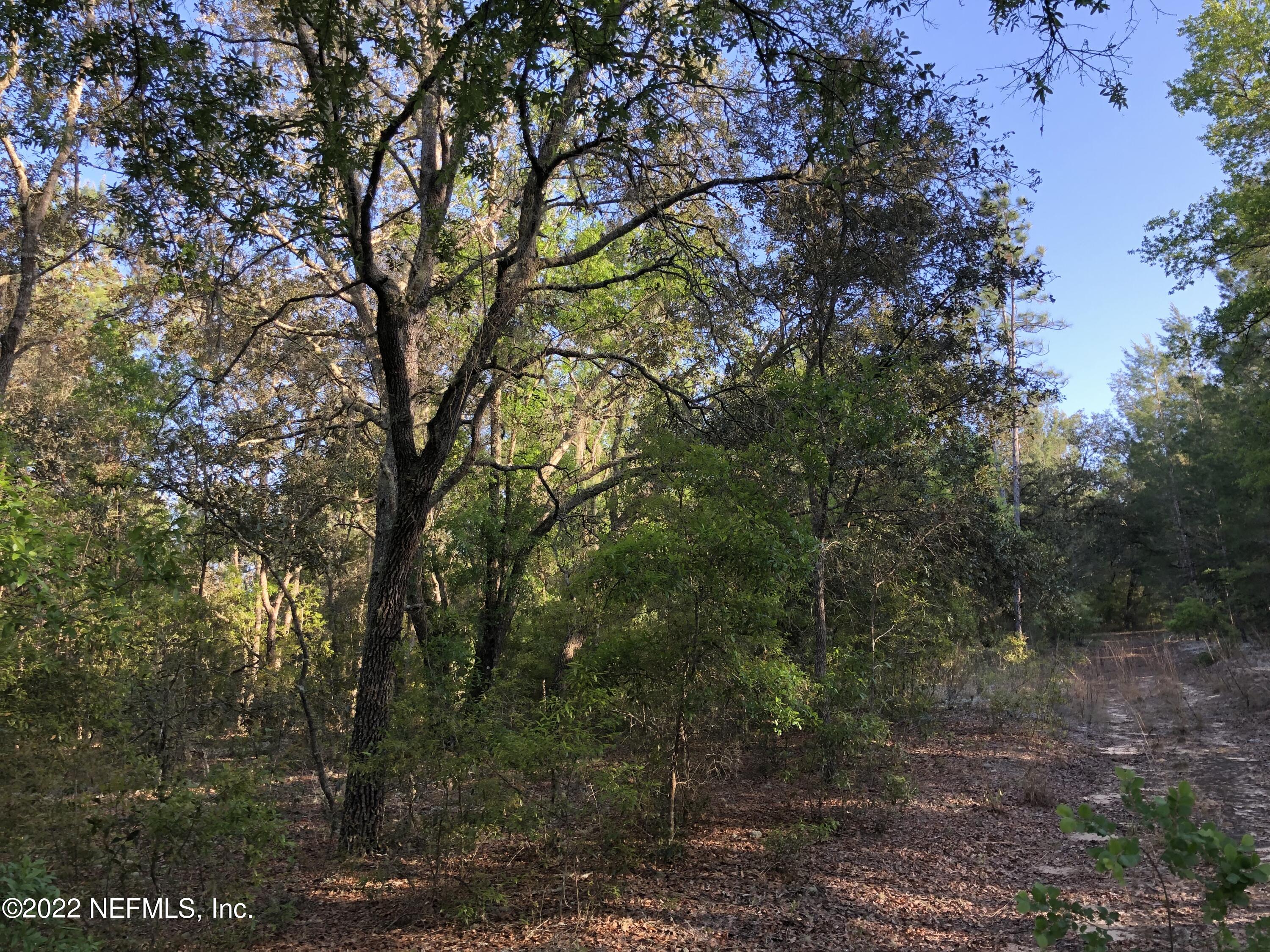 166 Windy Hills Road Interlachen, FL 32148 - Photo 6 of 6 166 Windy Hills, Woods