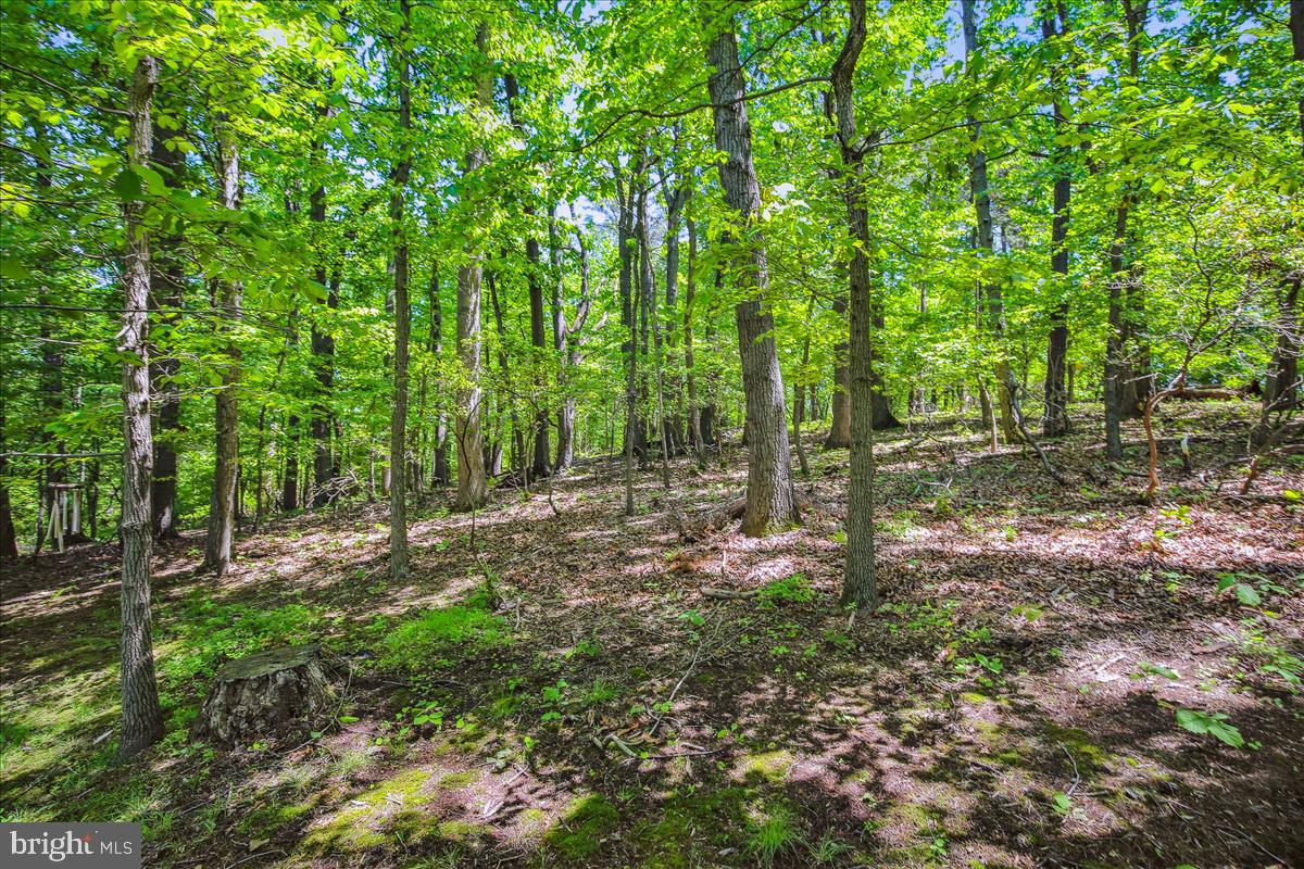 9198 Ripple Brook Road Great Falls, VA 22066 - Photo 48 of 54 2 Acres to enjoy