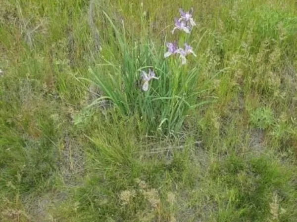 $135,000 | Tbd North Earl Road, Davenport, WA 99122