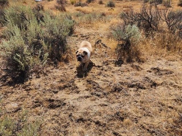 Tbd North Earl Road Davenport, WA 99122 - Photo 19 of 29